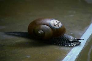 guinness Extra Cold - Snail Race